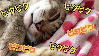 夢を見てるのか寝ながらピクピクしてしまう猫w