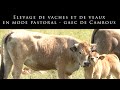 Élevage de vaches et de veaux en mode pastoral - GAEC de Cambous