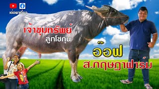 swamp buffalo thailand เจ้าขุมทรัพย์ลูกซู่โม่ เลี้ยงควายไทย เสี่ยอ๊อฟ ส.กฤษฎาฟาร์ม เต๋อพาเที่ยว