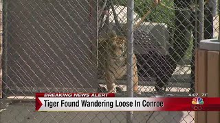 Tiger found wandering loose in Conroe