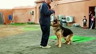 Awal K-9 Basic Obedience Dog Training