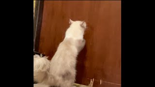 Video pertama channel ini COCO 30 menit kucing garuk pintu #cat