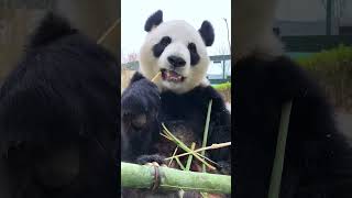 熊猫自拍吃播# 萌宠出道计划 # 神奇动物在抖音 # 动物 # 大熊猫 #cute #amazing #panda