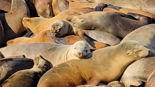 🐳🪼Amazing World | Cute and Funny Seals | La Jolla |  California Nature | San-Diego USA