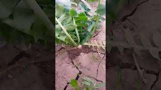 Fast Growing White Radish In The Fields |Muli Mooli|