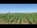 detasseling corn in notus idaho