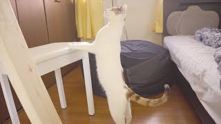 保護猫をはじめての部屋に連れてくるとこうなっちゃいました…