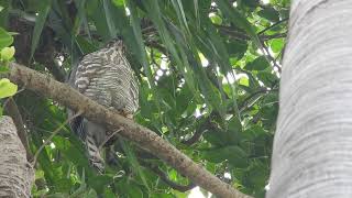 20250114 新生公園鳳頭蒼鷹 - 榕樹高處的兇臉母鳳頭 1