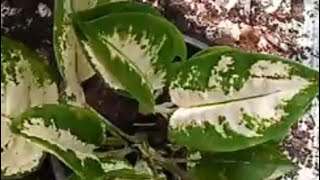 White Cochin Aglaonema Needs Propagation