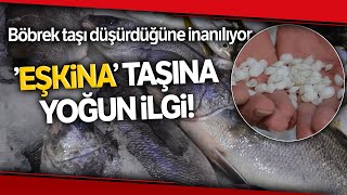 Böbrek Taşı Düşürdüğüne İnanılan Eşkina Balığındaki Taşlar 5 TL’den Alıcı Buluyor