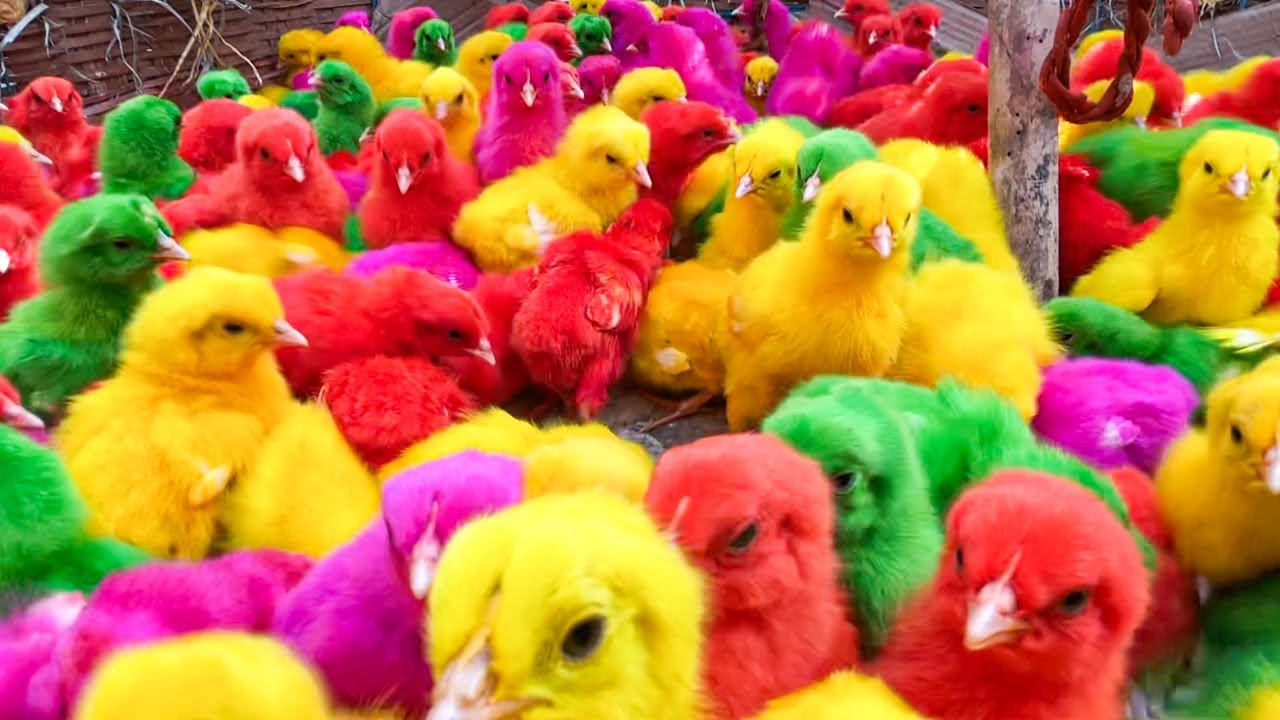 Catch Millions Of Cute Chickens, Colorful Chickens, Rainbow Chickens ...