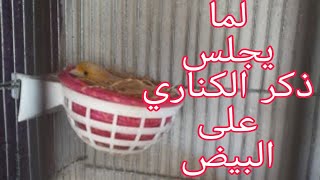 هل ذكر الكناري والحسون يبني العش ويحضن البيض ولماذا