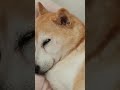 愛睡覺的芒果妹妹😂 柴犬 毛孩子 dog cute 毛小孩 pets shiba shortvideo shorts family missyou 狗狗 寵物 sleep