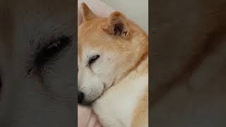 愛睡覺的芒果妹妹😂 #柴犬 #毛孩子 #dog #cute #毛小孩 #pets #shiba #shortvideo #shorts #family #missyou #狗狗 #寵物 #sleep