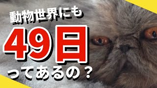 【動物と話す】動物さん達にも四十九日ってあるの？？ 亡くなってからどれくらいでお空に行っちゃうの？？ ペットも四十九日で成仏する？？