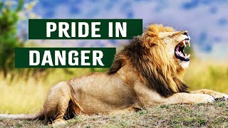 Starving Lions Struggle To Survive The Drought | Predators In Peril | Apex Preda