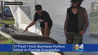 Python Hunter Catches Massive 17-Foot Python In Everglades