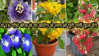 16 पौधे बीज से या कटिंग से लगा लो अभी पूरी गर्मी फूल देंगे/Summer Flowering Plants Name With Price//