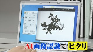 正答率96.4%…「AI画像認識」で植物の名前をピタリ判定