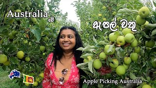 ඕස්ට්‍රේලියාවේ ඇපල් වත්තකට පැන්නා | Apple Picking Australia| MapPin Travel|Sinhala Vlog Australia