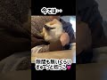 飼い主が3回変わったポメラニアンの現在 shorts ポメラニアン dog かわいい おもしろ 多頭飼い cutedog 犬 pomeranian