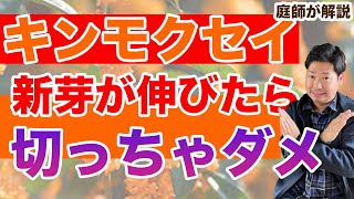 春の新芽が伸び始めたキンモクセイは絶対に切ってはいけないのでデメリットを３つ紹介します【庭師が解説】