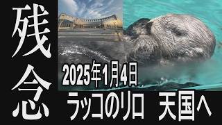 【追悼  ラッコのリロちゃんやすらかに】ラッコのリロ　天国へ…　福岡市の「マリンワールド海の中道」で飼育されていたオスラッコ・リロが　1月4日に17歳で死去。#リロ　#ラッコ