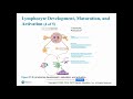 Chapter 21 - lymphocyte development, maturation, and activation