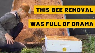 This Bee Removal was Full of Drama