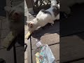 泥棒猫に盗まれたやばい警察呼んで！！！！ 警察沙汰 猫マニ 猫動画 猫のいる暮らし 動物園 動物ふれあい 動物園の動物 猫好きさんと繋がりたい 猫との暮らし