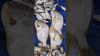 ମୋ ଆଖିରେ ପଡ଼ିଲା ନୁଆ variety ର ମାଛ🐟। ବନେଇଲି ଖୁରାଣ୍ଟି ମାଛ ଆମ୍ବୁଲ ବେସର #shorts #viral #trending #short