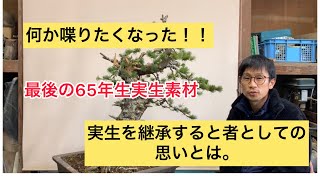 実生65年生の五葉松、最後の一本。#盆栽 #針金掛け #五葉松