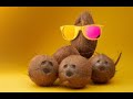 Coconut.feat currymanmax Cocunut- (the song)