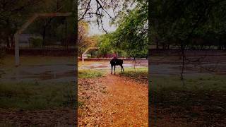 #Beauty Of JNU Campus #JNU Summer