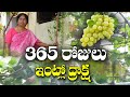 ఇంట్లో 2 ఏళ్ల ద్రాక్ష || 365 రోజులు కాత || 365 days grape at home || Prabhavati