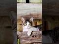 Si pus kayak nasi goreng 🤔🤗🐱#kucing #kucinglucu #cutecat #comedy #funny #videoshort #fypシ゚viral