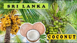 Sri lankan Coconut Fram