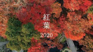 長谷寺｜紅葉 2020