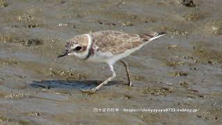 シロチドリ幼鳥 干潟で採餌 親子？