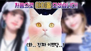 구독자 40만 기념! 고양이들을 응원하러 아이돌이 왔습니다! | 고양이산책