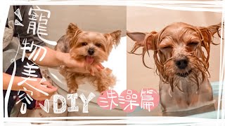 How to bathe a yorkie ?  || 腳底毛修剪 \\ 幫狗狗剪指甲 \\  擠肛門腺 \\ 毛髮吹乾 \\ 約克夏才藝表演 （下集）