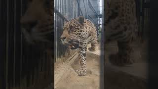 避禍★⑤ジャガー・ハクくん★波久・Jaguar・・・沖縄こどもの国・Okinawa Zoo \u0026 Museum(20210414)