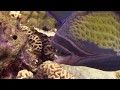 Titan Triggerfish (4)  |  Stock Video For Sale