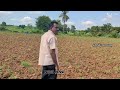 farming nature మిరప మొక్క నాటిన కాడ నుండి ఎలా వుందో చూడండి chillifarming chilli