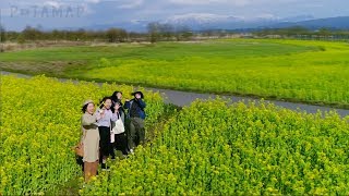 元気をくれる１００万本の菜の花 〜新潟市北区・福島潟〜