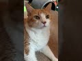 Cat Meows With Happiness