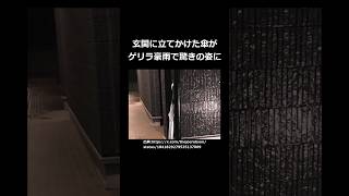 玄関に立てかけた傘がゲリラ豪雨で驚きの姿に#shorts