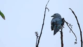 SANHAÇO CINZENTO, AVES DO BRASIL