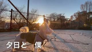 マルックスの嵐くん　トリミングから公園へ