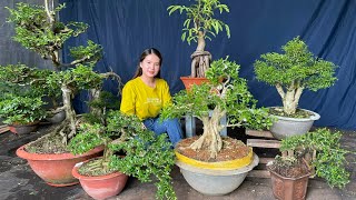 Bonsai Mỹ Kim 15/7📲O796.812914 chào bán Lô cây kiểng Hoa Trái nhiều loại | LTK